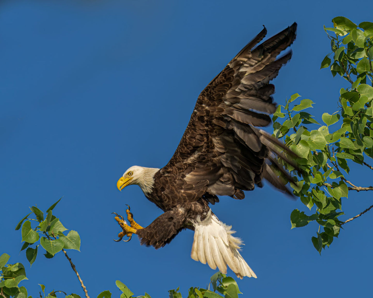 Eagle IV - southspace