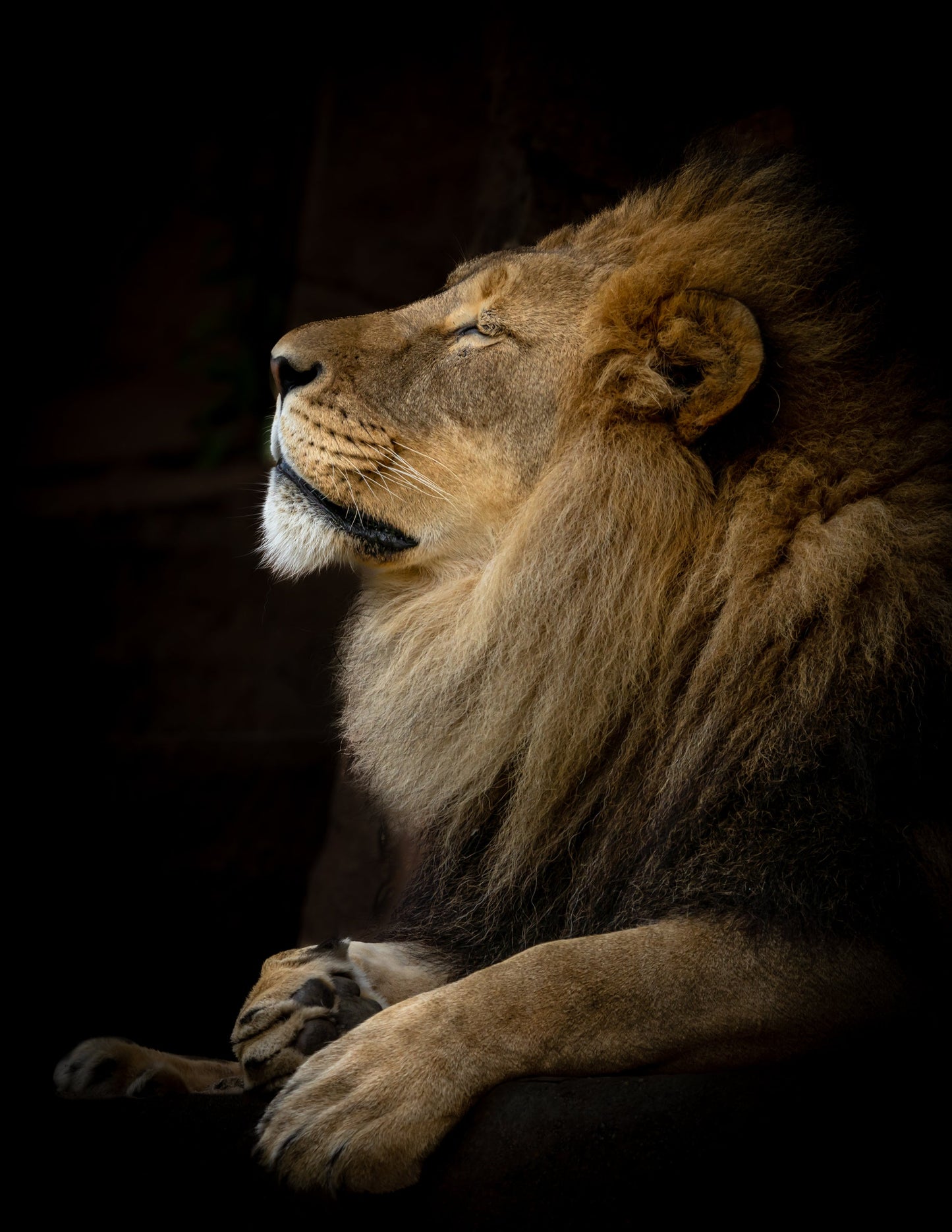 Lion III - southspace