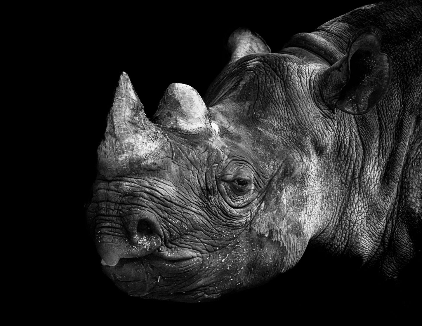 Rhinoceros - southspace