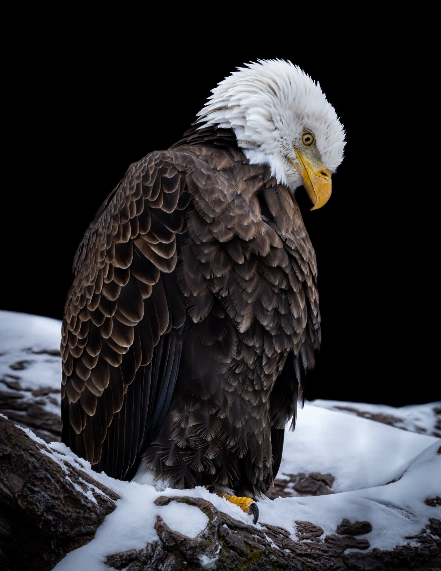 Eagle I - southspace