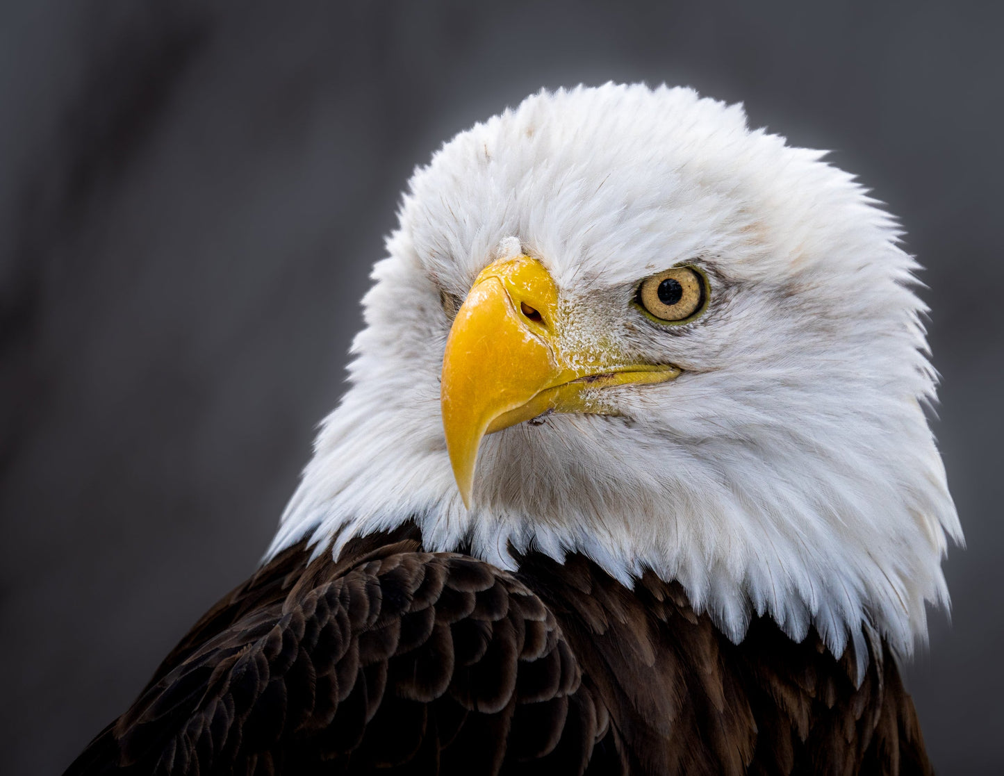 Eagle II - southspace