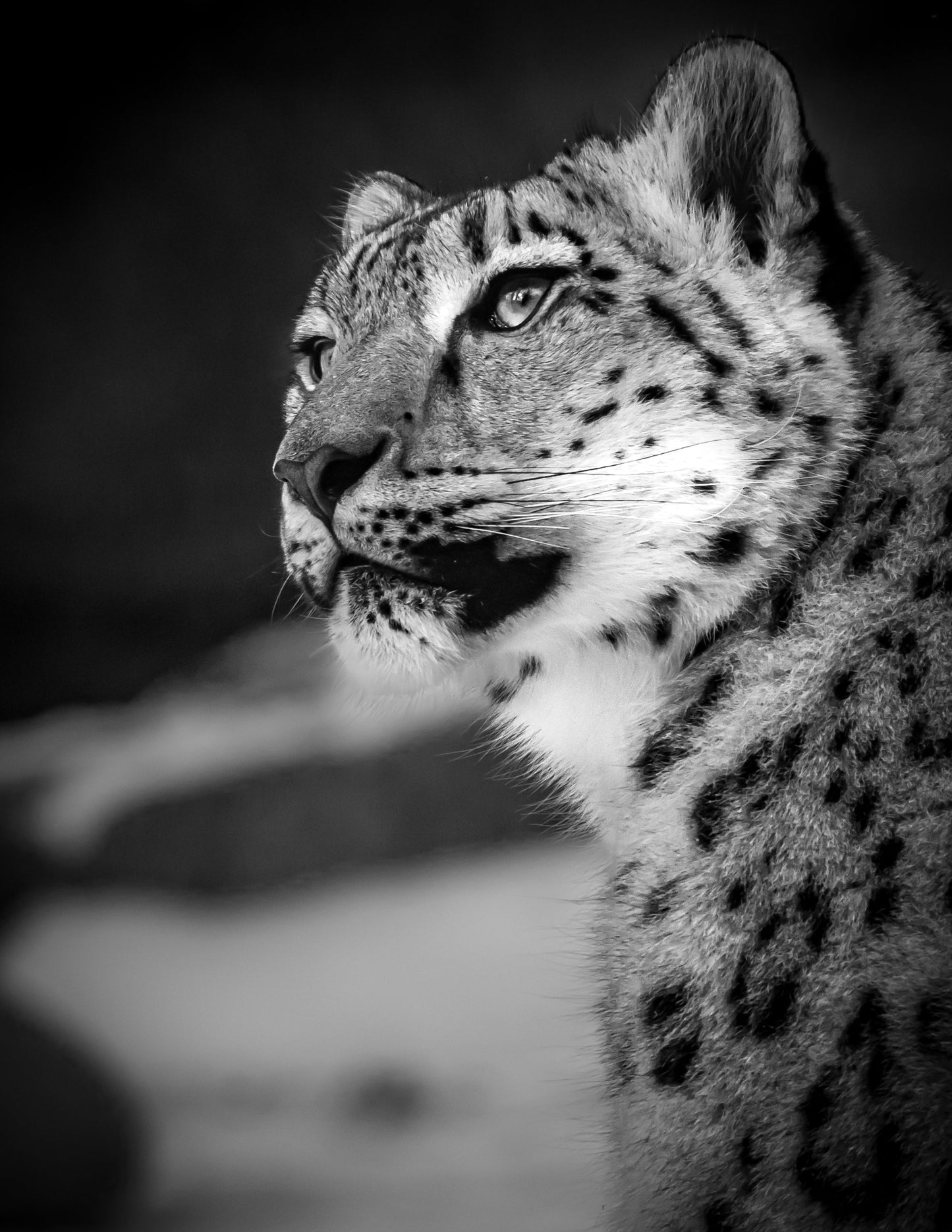 Leopard - southspace