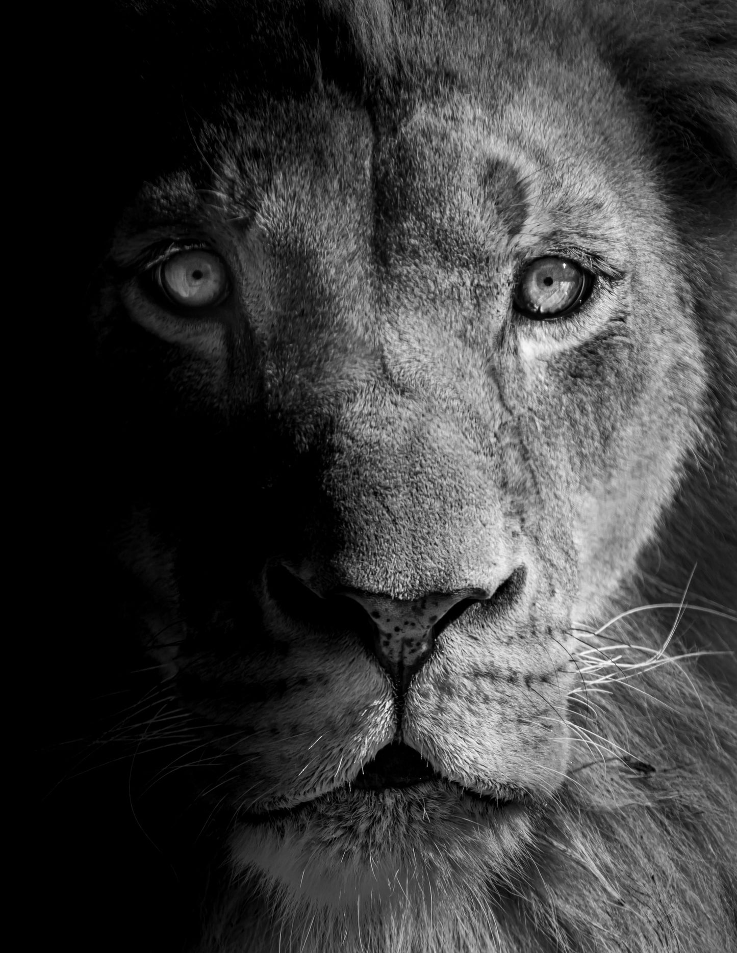 Lion II - southspace