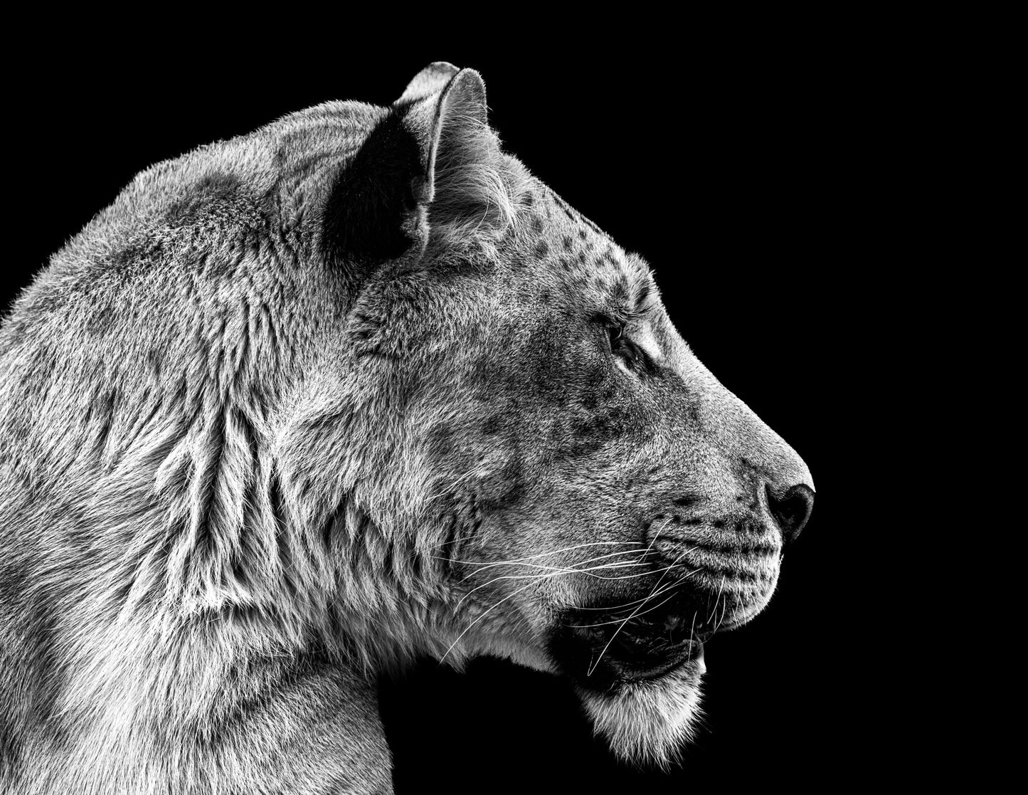 Liger I - southspace