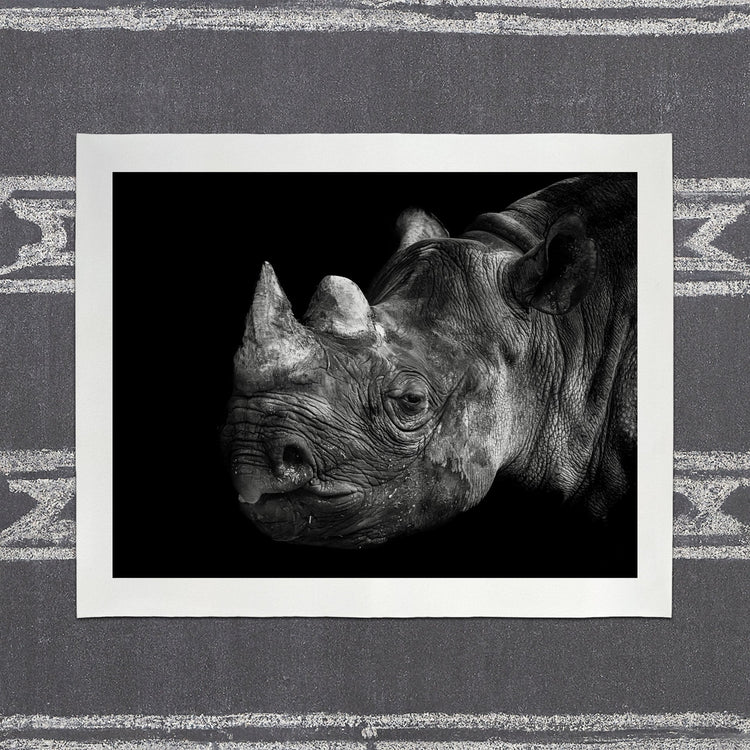 Rhinoceros - southspace