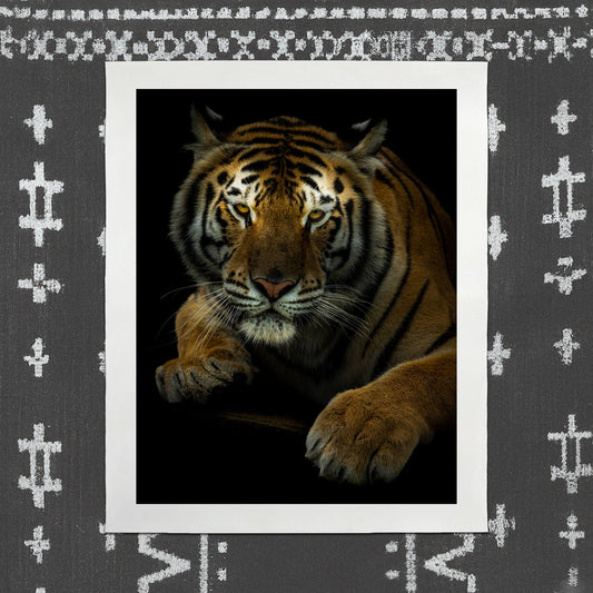 Tiger - southspace