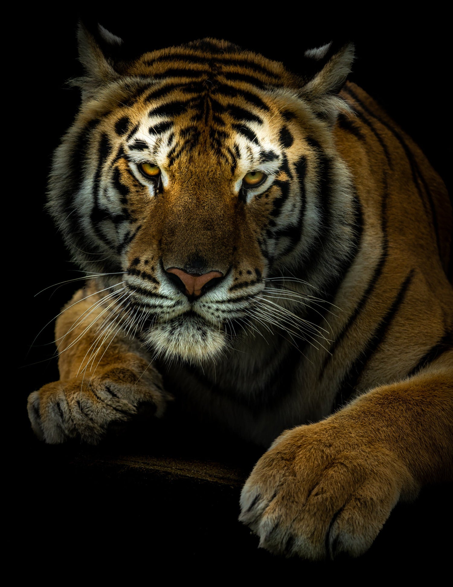 Tiger - southspace