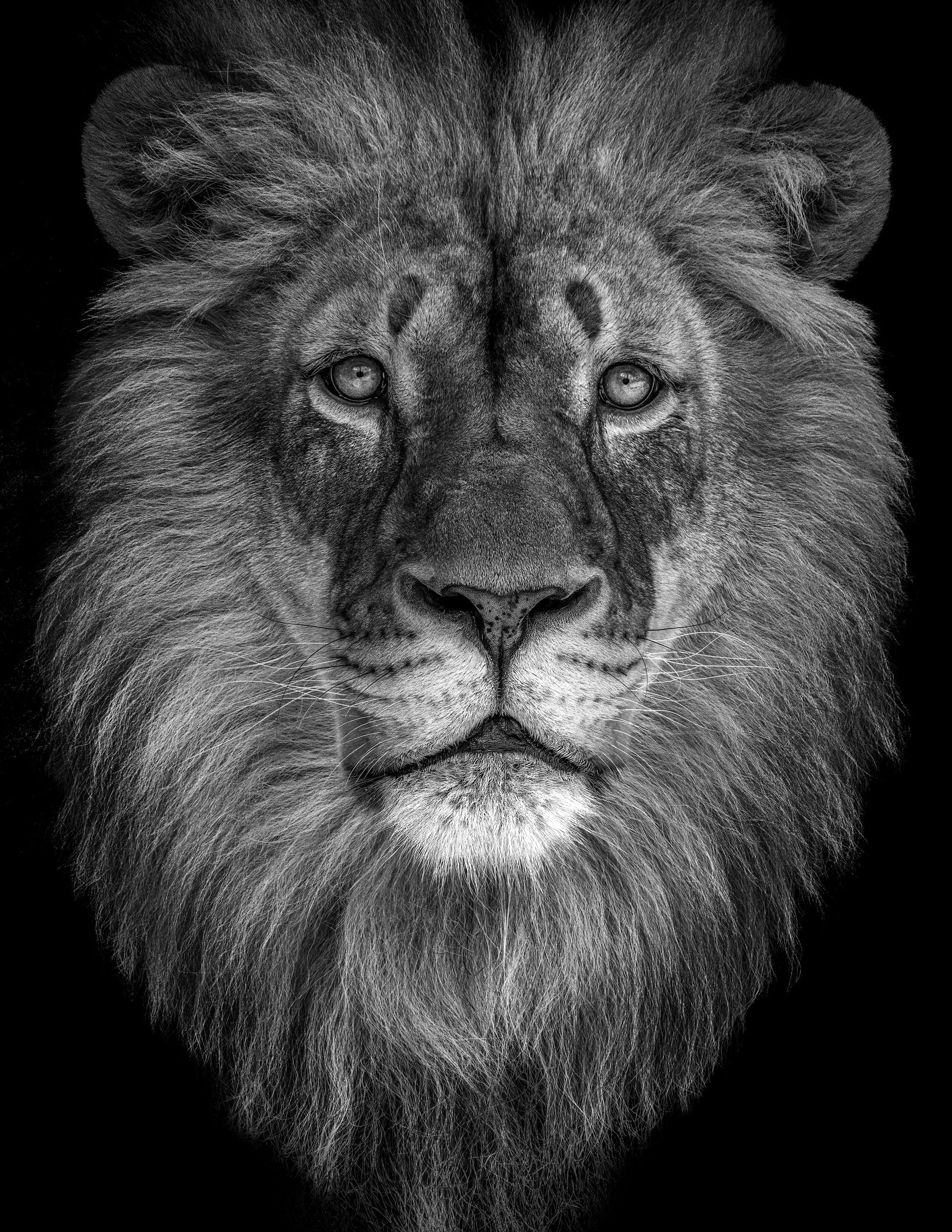 Lion I - southspace